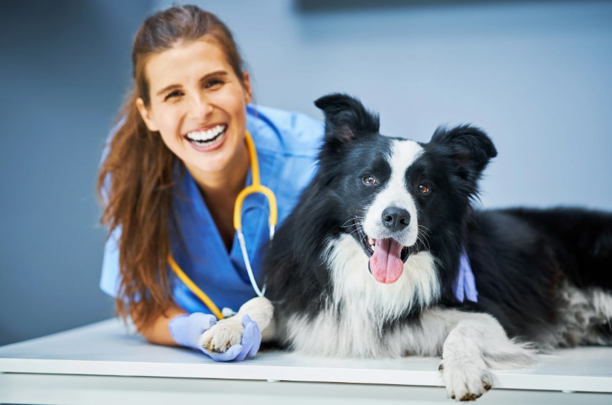 טיפול בכלב חולה: איך מזהים את התסמינים?
